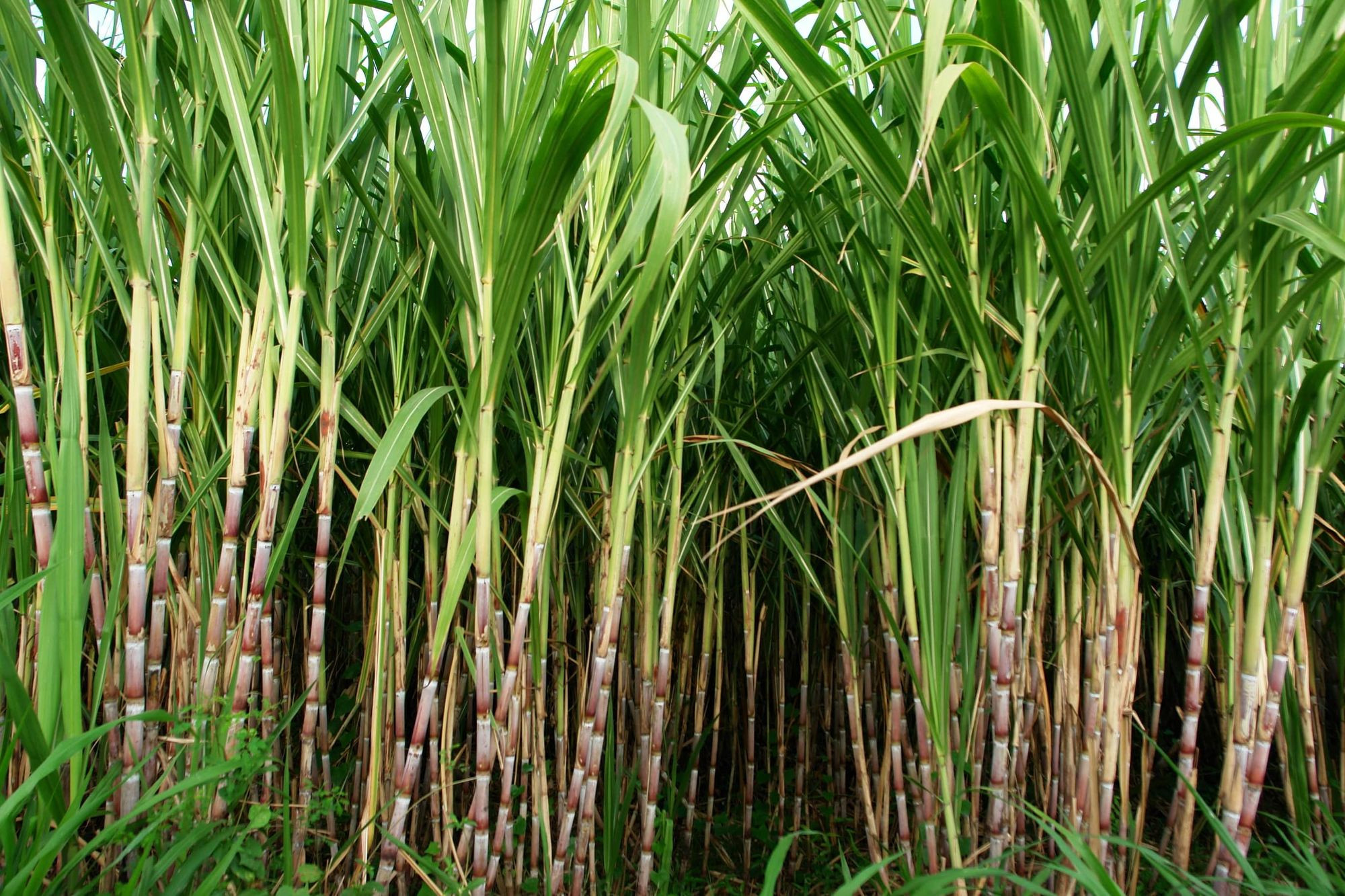 Controversy Erupts as Kenya Leases State-Owned Sugar Mills Amid Protests
