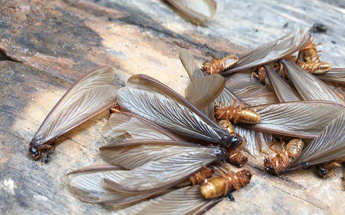 Bungoma County Bans Kumbikumbi Sales After Sirisia Poisoning Scare