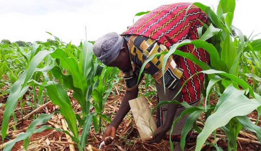 CAN Fertiliser Crisis Hits Teso Farmers as Poor Harvest Looms